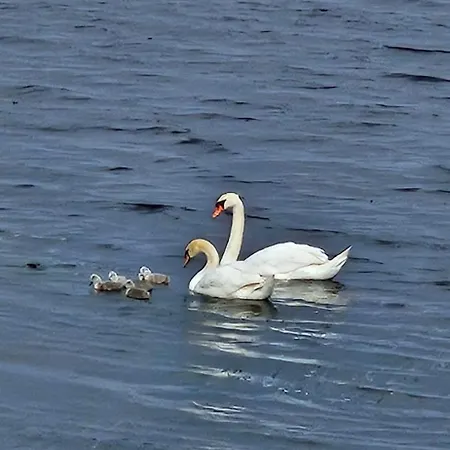Wild Atlantic Cabin * Sligo