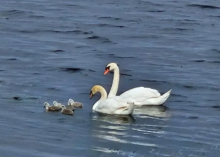 Wild Atlantic Cabin * Слайго